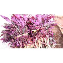 蔊菜 500g/斤