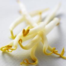 绿豆芽 500g/斤