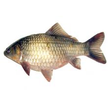鲫鱼 500g/斤