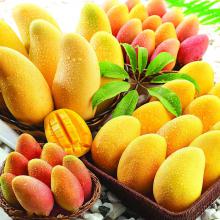 金黄芒果 500g/斤