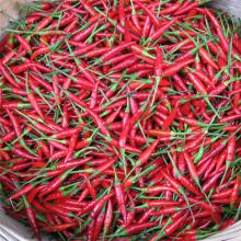 小米椒 50g/两