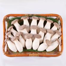 杏鲍菇500g/斤