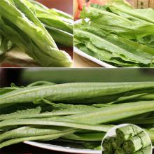 油麦菜 500g/斤