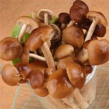 茶树菇 1件/5斤