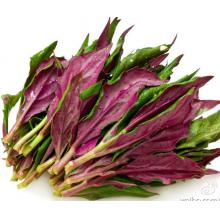 血皮菜