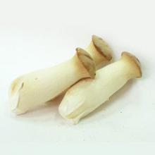 鸡腿菇