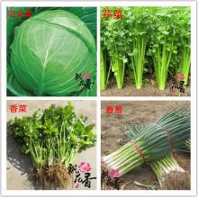 蔬菜种子 阳台蔬菜 菜种子菜籽 四季易种